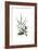 Salvia Argentea, Flora Graeca-Ferdinand Bauer-Framed Giclee Print