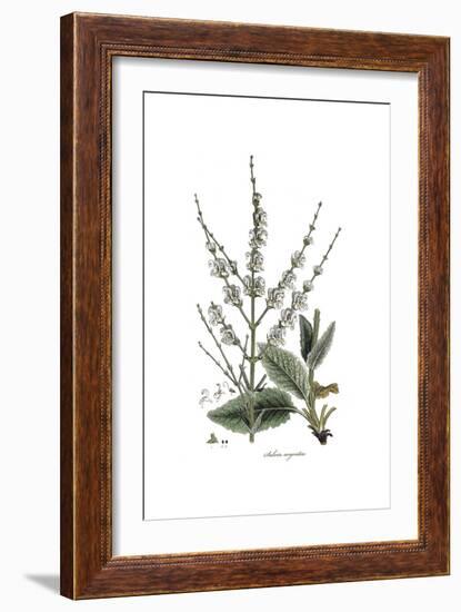 Salvia Argentea, Flora Graeca-Ferdinand Bauer-Framed Giclee Print