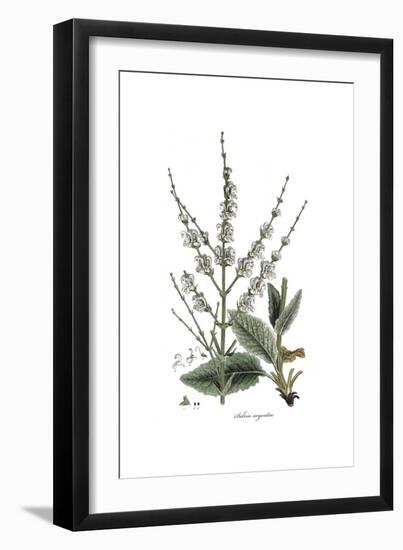 Salvia Argentea, Flora Graeca-Ferdinand Bauer-Framed Giclee Print