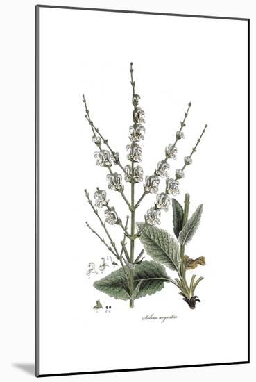 Salvia Argentea, Flora Graeca-Ferdinand Bauer-Mounted Giclee Print