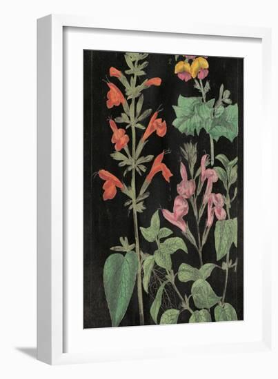 Salvia Florals I on Black-Wild Apple Portfolio-Framed Art Print