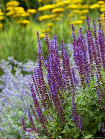 Salvia, Herbaceous Border with Blue Flower Spikes Photographic Print by ...