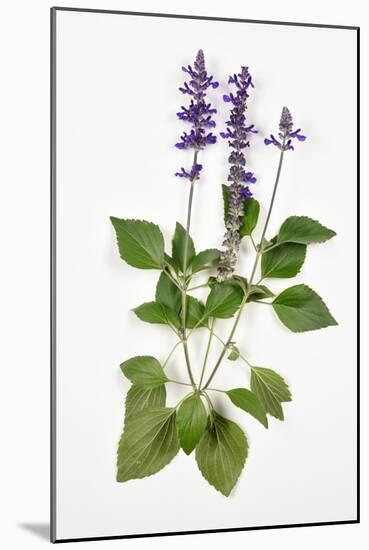 Salvia Longispicata (S) Farinacea/Big Blue/Hybrid Sage-null-Mounted Giclee Print