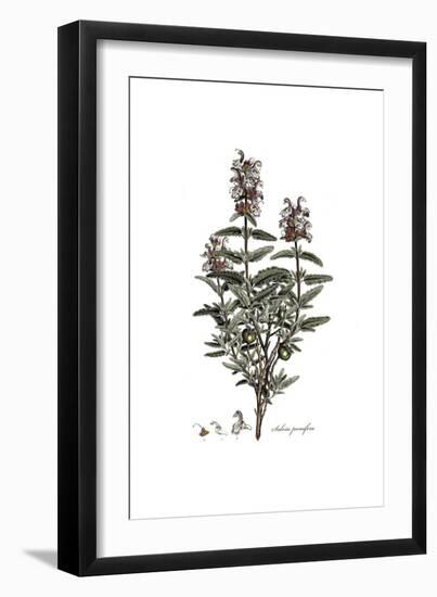 Salvia Pomifera, Flora Graeca-Ferdinand Bauer-Framed Giclee Print