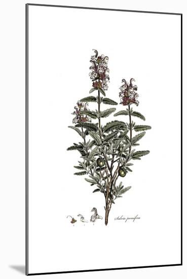 Salvia Pomifera, Flora Graeca-Ferdinand Bauer-Mounted Giclee Print