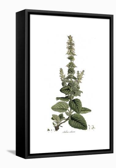 Salvia Sclarea, Flora Graeca-Ferdinand Bauer-Framed Premier Image Canvas