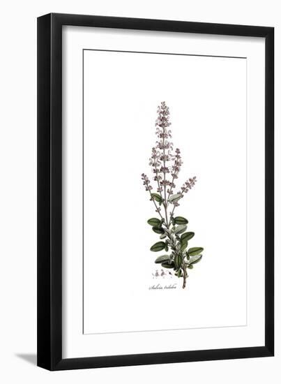 Salvia Triloba, Flora Graeca-Ferdinand Bauer-Framed Giclee Print