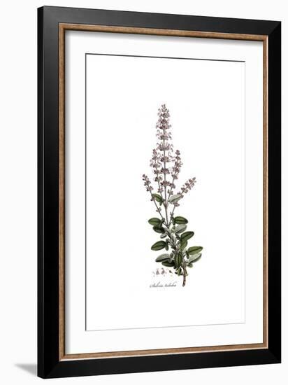 Salvia Triloba, Flora Graeca-Ferdinand Bauer-Framed Giclee Print
