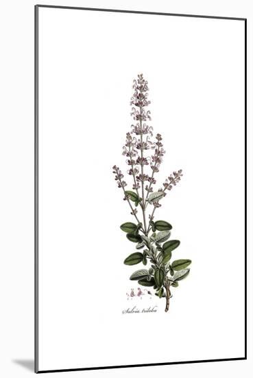 Salvia Triloba, Flora Graeca-Ferdinand Bauer-Mounted Giclee Print