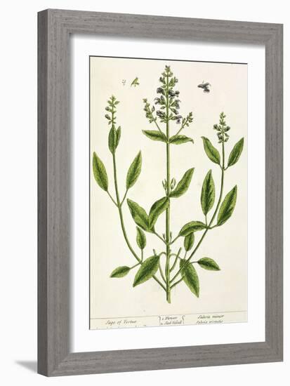 Salviam from "A Curious Herbal," 1782-Elizabeth Blackwell-Framed Giclee Print