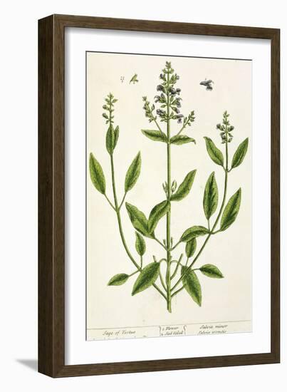 Salviam from "A Curious Herbal," 1782-Elizabeth Blackwell-Framed Giclee Print