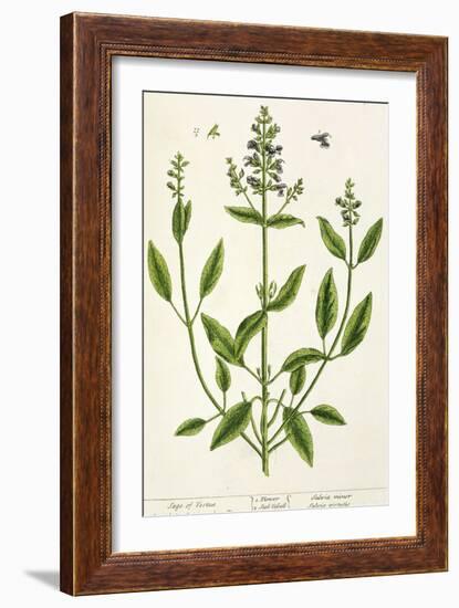 Salviam from "A Curious Herbal," 1782-Elizabeth Blackwell-Framed Giclee Print