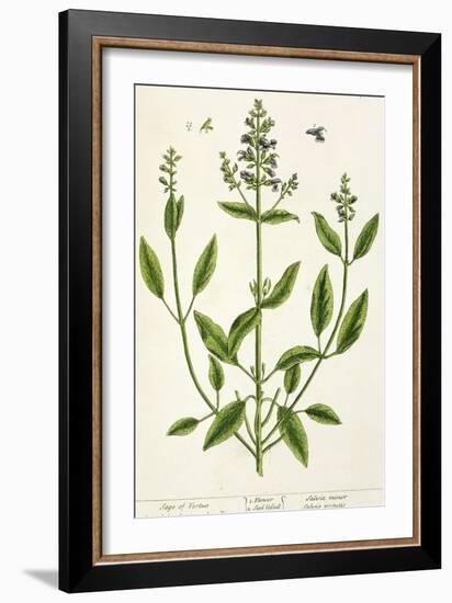 Salviam from "A Curious Herbal," 1782-Elizabeth Blackwell-Framed Giclee Print