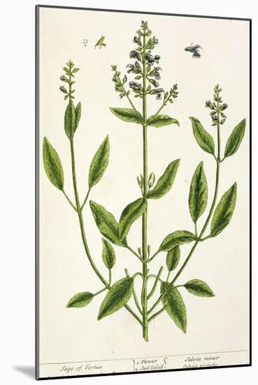 Salviam from "A Curious Herbal," 1782-Elizabeth Blackwell-Mounted Giclee Print