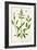 Salviam from "A Curious Herbal," 1782-Elizabeth Blackwell-Framed Giclee Print