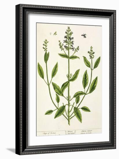 Salviam from "A Curious Herbal," 1782-Elizabeth Blackwell-Framed Giclee Print