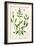 Salviam from "A Curious Herbal," 1782-Elizabeth Blackwell-Framed Giclee Print