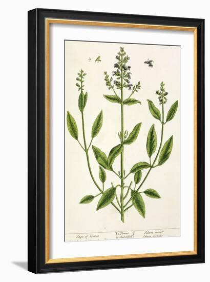 Salviam from "A Curious Herbal," 1782-Elizabeth Blackwell-Framed Giclee Print
