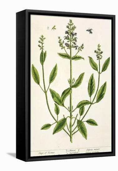 Salviam from "A Curious Herbal," 1782-Elizabeth Blackwell-Framed Premier Image Canvas