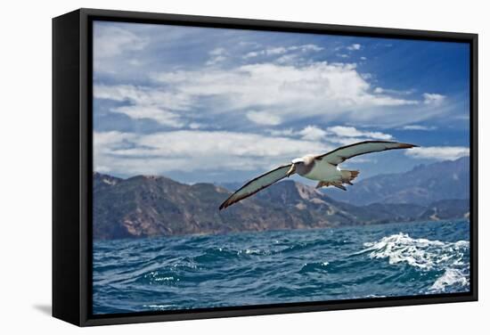 Salvin's Albatross In Flight-Tony Camacho-Framed Premier Image Canvas