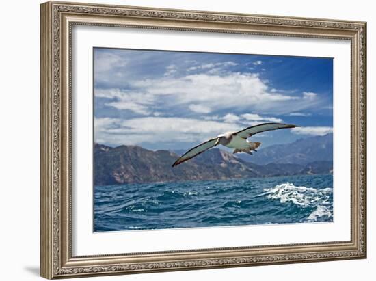 Salvin's Albatross In Flight-Tony Camacho-Framed Photographic Print
