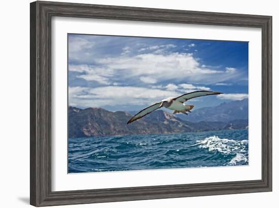 Salvin's Albatross In Flight-Tony Camacho-Framed Photographic Print