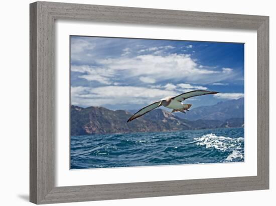 Salvin's Albatross In Flight-Tony Camacho-Framed Photographic Print