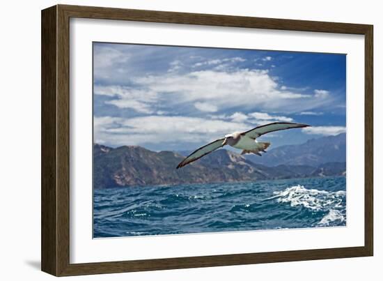 Salvin's Albatross In Flight-Tony Camacho-Framed Photographic Print