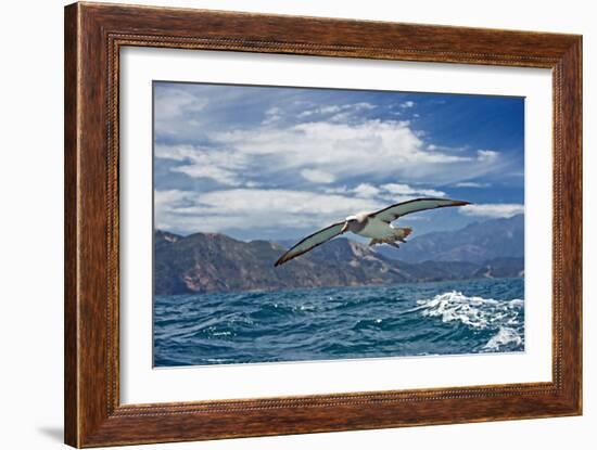 Salvin's Albatross In Flight-Tony Camacho-Framed Photographic Print