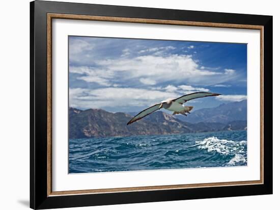 Salvin's Albatross In Flight-Tony Camacho-Framed Photographic Print