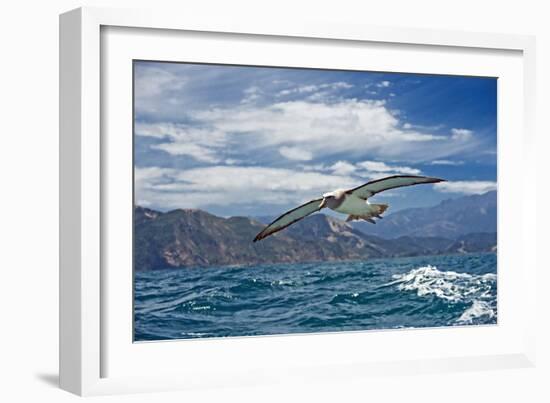 Salvin's Albatross In Flight-Tony Camacho-Framed Photographic Print