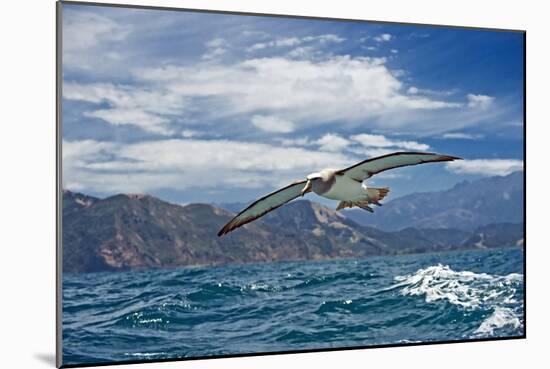 Salvin's Albatross In Flight-Tony Camacho-Mounted Photographic Print