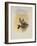 Salvin's Coquette, Lophornis Adorabilis-John Gould-Framed Giclee Print