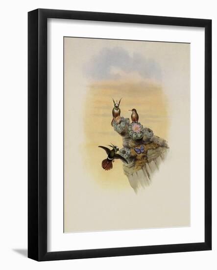 Salvin's Coquette, Lophornis Adorabilis-John Gould-Framed Giclee Print