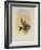 Salvin's Coquette, Lophornis Adorabilis-John Gould-Framed Giclee Print