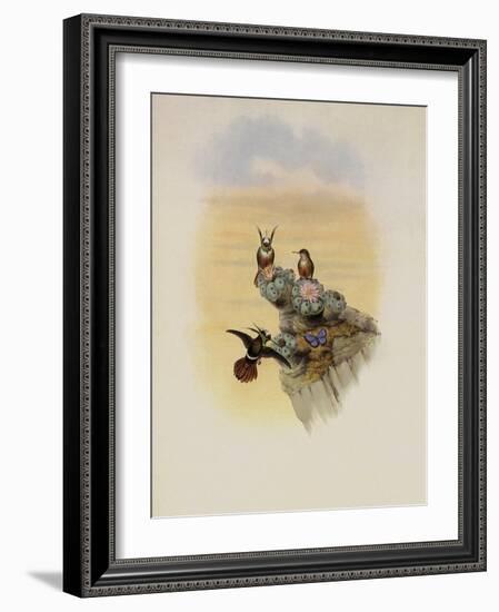 Salvin's Coquette, Lophornis Adorabilis-John Gould-Framed Giclee Print