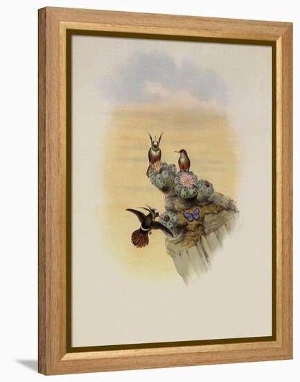 Salvin's Coquette, Lophornis Adorabilis-John Gould-Framed Premier Image Canvas