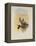 Salvin's Coquette, Lophornis Adorabilis-John Gould-Framed Premier Image Canvas