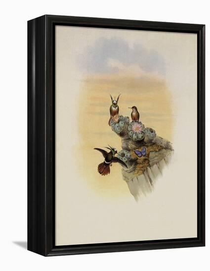 Salvin's Coquette, Lophornis Adorabilis-John Gould-Framed Premier Image Canvas