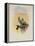 Salvin's Coquette, Lophornis Adorabilis-John Gould-Framed Premier Image Canvas