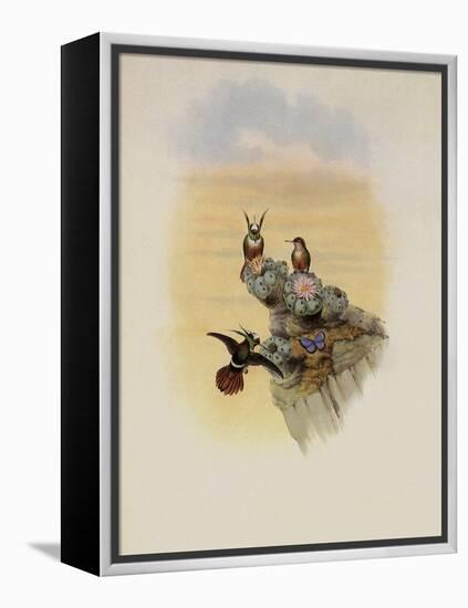Salvin's Coquette, Lophornis Adorabilis-John Gould-Framed Premier Image Canvas