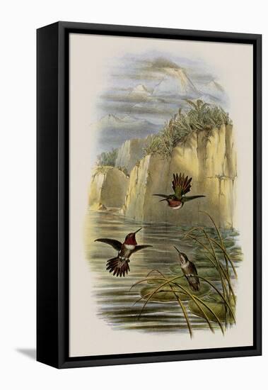 Salvin's Flame-Bearer, Selasphorus Ardens-John Gould-Framed Premier Image Canvas