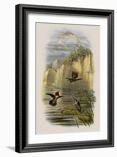 Salvin's Flame-Bearer, Selasphorus Ardens-John Gould-Framed Giclee Print