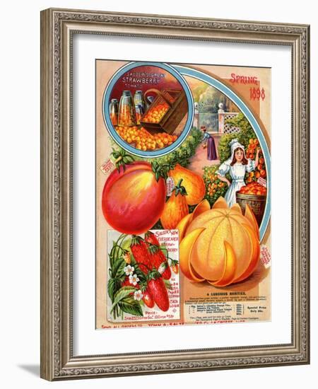 Salzer's Great Strawberry Tomato, Spring 1898-null-Framed Art Print