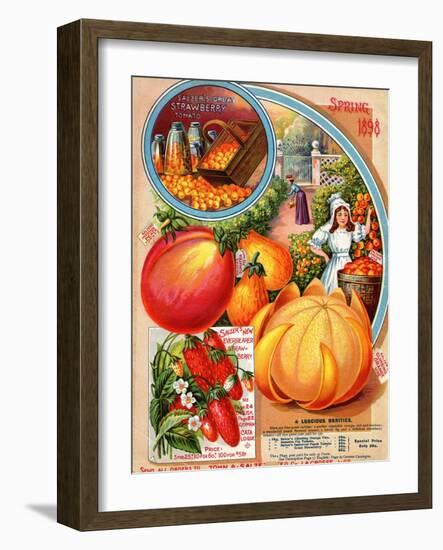 Salzer's Great Strawberry Tomato, Spring 1898-null-Framed Art Print