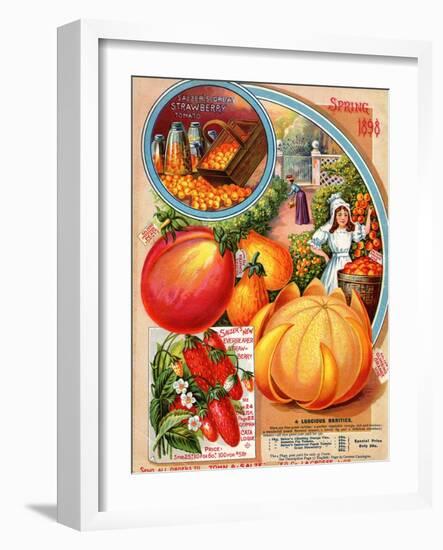 Salzer's Great Strawberry Tomato, Spring 1898-null-Framed Art Print