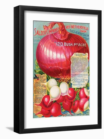 Salzer's Improved Red Onion-null-Framed Art Print