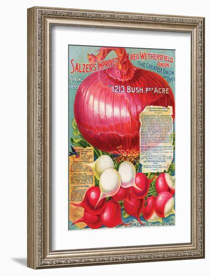 Salzer's Improved Red Onion-null-Framed Art Print