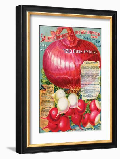 Salzer's Improved Red Onion-null-Framed Art Print