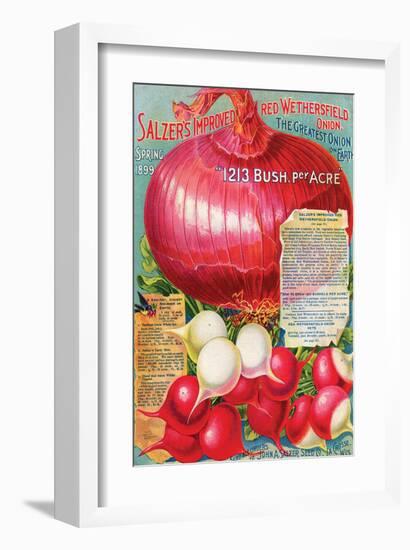 Salzer's Improved Red Onion-null-Framed Art Print